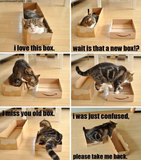 Considering a Cat: can we afford one?