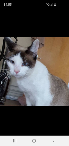 Is my kitten a boy or a girl?