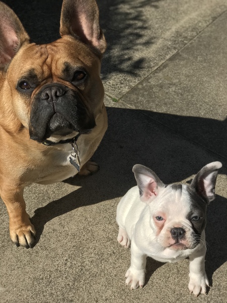 Going around in circles.  Pls help.  French bull dog?