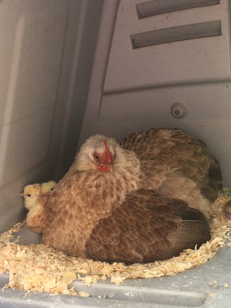The chicks are hatching!!