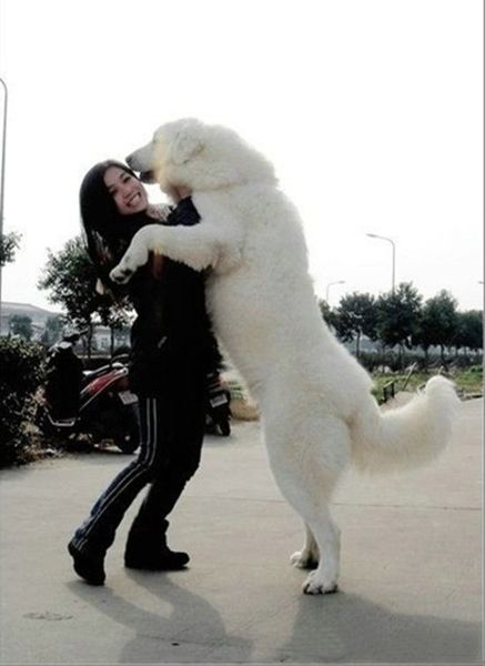 Does anyone here own giant breeds?
