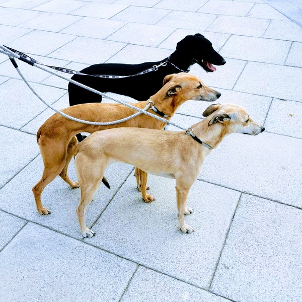 Dog awards!