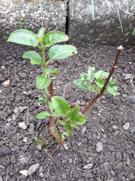 Another plant id please