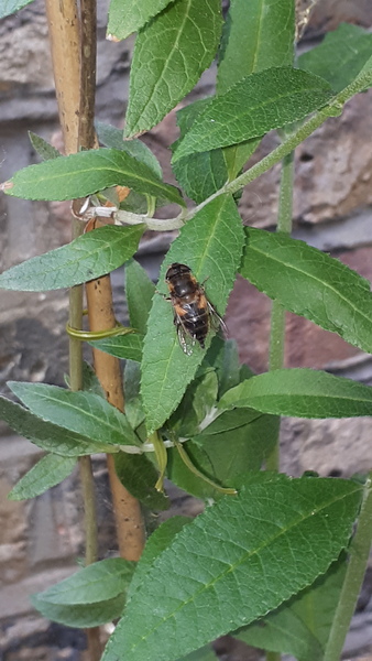 Can you ID my bee?
