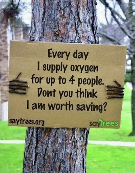 Trees! (Light-hearted)