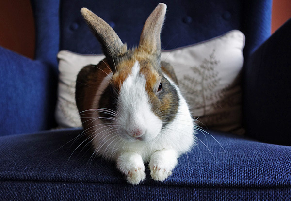 AIBU to say that no one should own a caged pet?