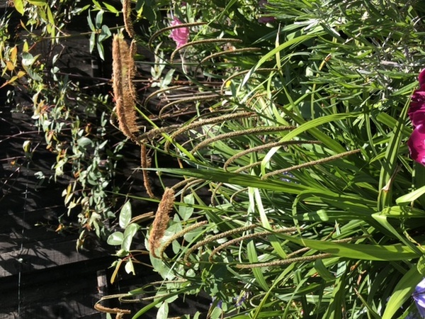 Plant ID!