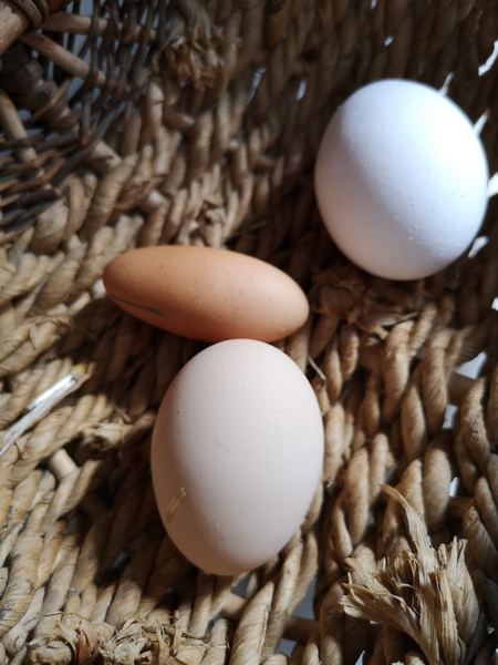 Our hen laid a torpedo