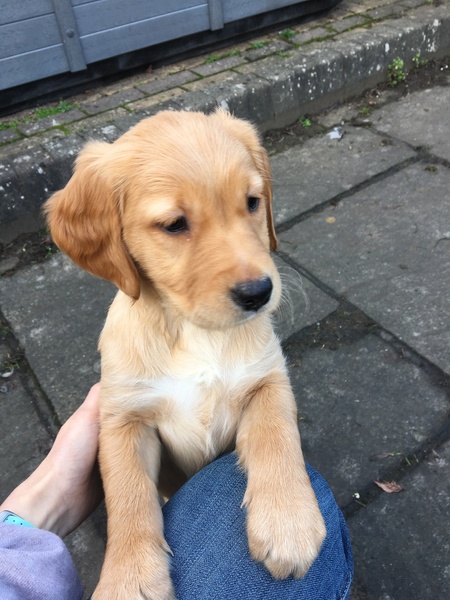 Golden Retrievers