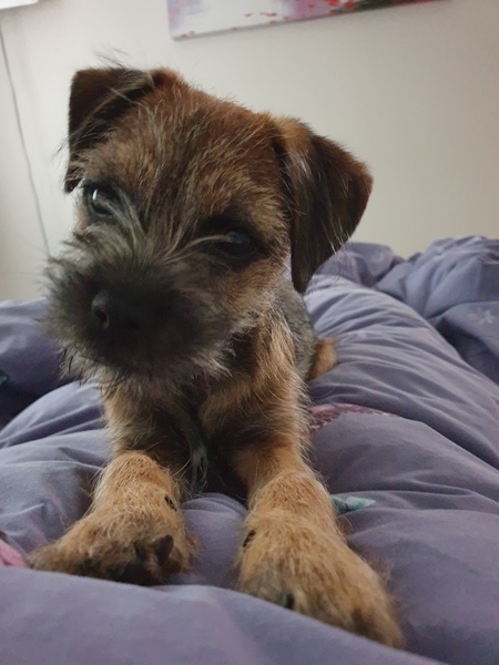 To think that puppies should be illegal?