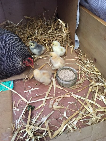 The chicks are hatching!!