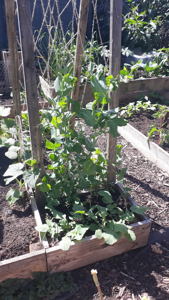 Allotment/Veg Patch Thread 15 - will winter ever end?