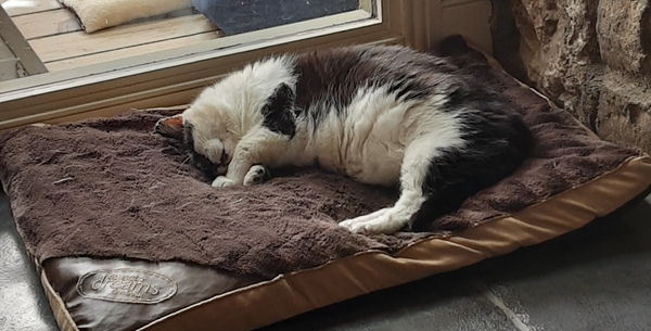 What's your DCat up to today? (Thread 7!)