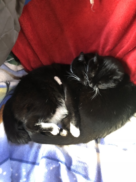 Cat/kitten photos.