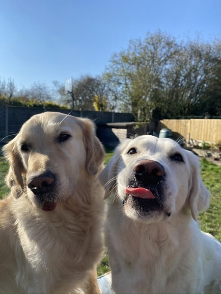 Golden Retrievers