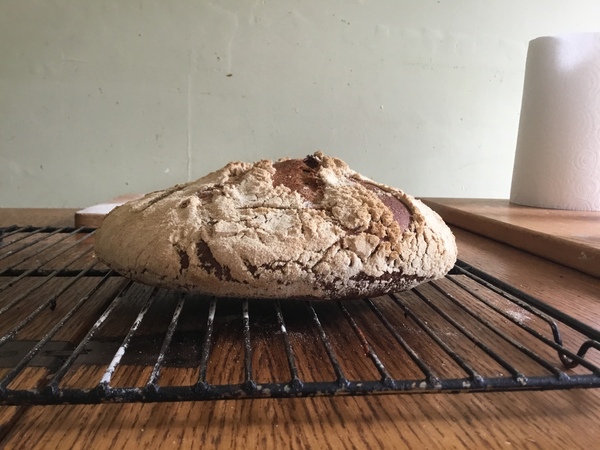 Calling sourdough starter experts!