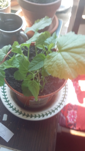 Could anyone identify my plants..allspice or cardomum?