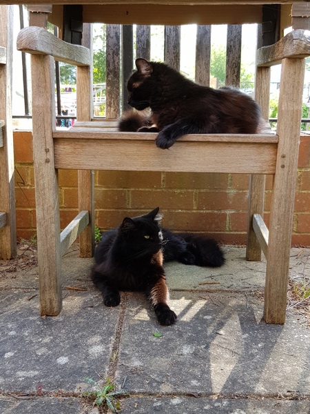 Cat/kitten photos.