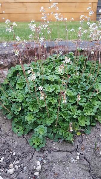 What plant is this please?