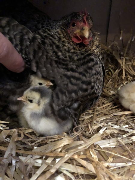 The chicks are hatching!!