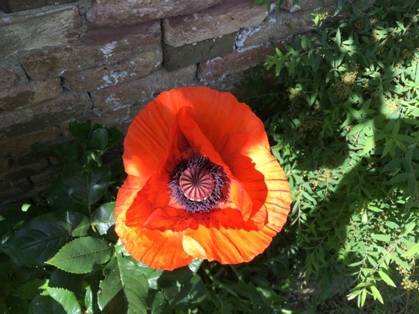 What is flowering in your garden right now?