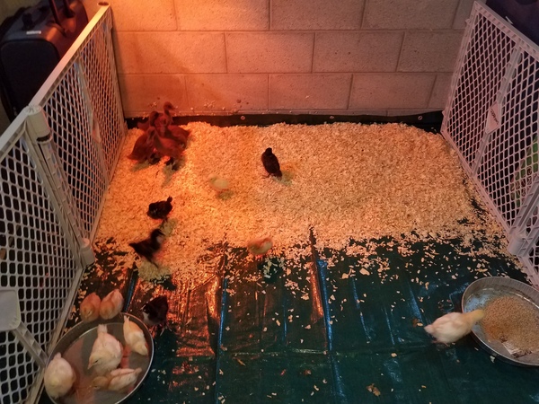 Chicks and ducklings
