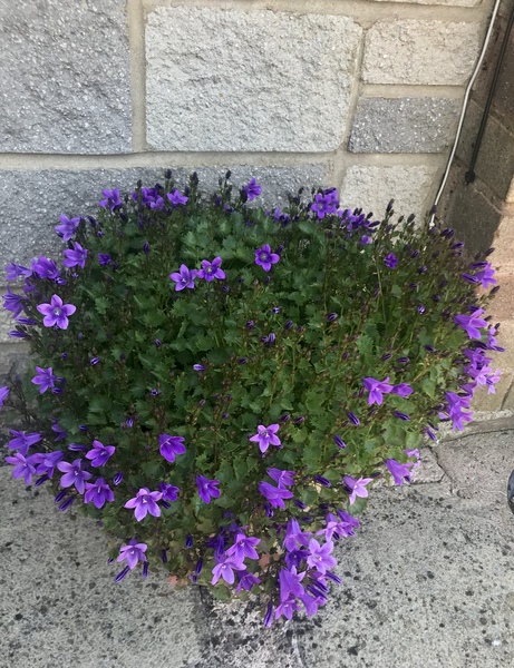 Low maintenance garden pots