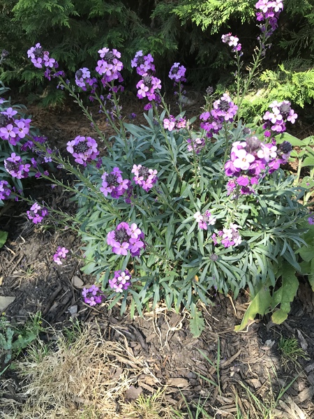 Plant ID please