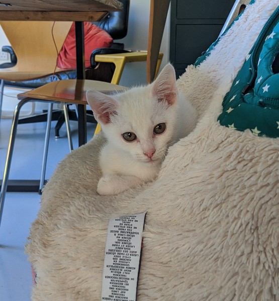 Switching kitten food to Hills