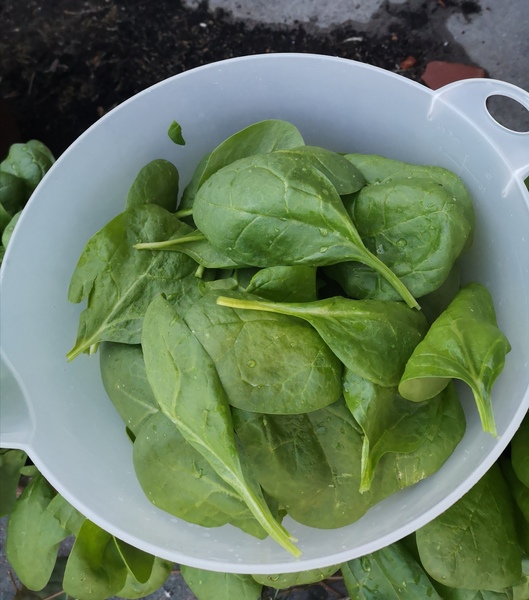 Jan '20 - Low Carb Bootcamp - The finish line!