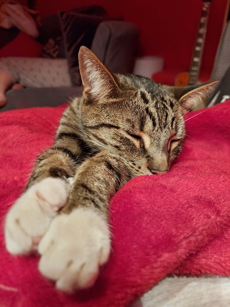 More affectionate cat breeds