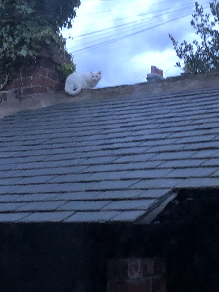 Kitten sellers taking the piss!!?