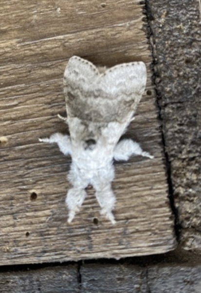 Come see my beautiful moth! (pic)