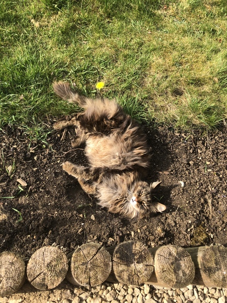Tell me about your maine coons