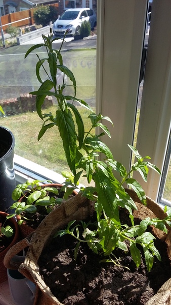 Are plants saving your life right now?