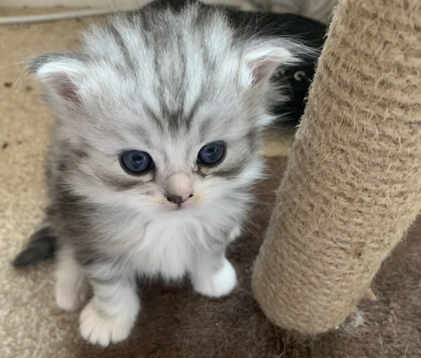 To really not understand why people are OK with cats