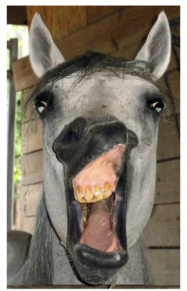 Have you ever had your horse “read”