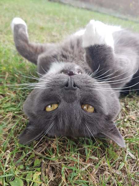 Does anyone know if the vets would see a sick stray cat at the mo?