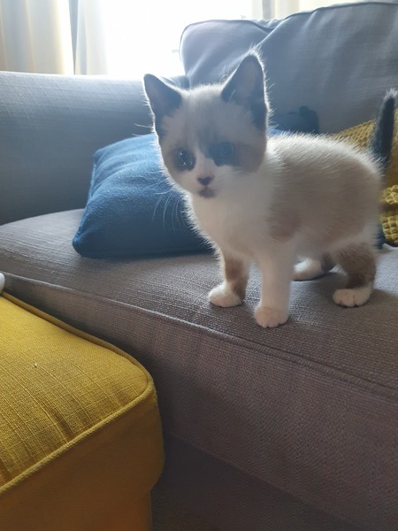 Is my kitten a boy or a girl?