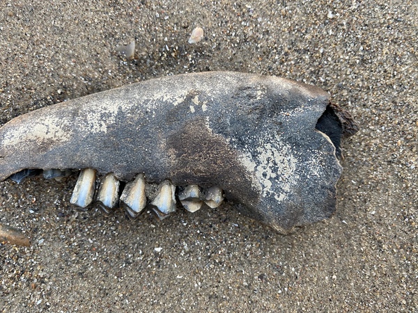 Please excuse my anatomical ignorance - but this isn’t a human jaw is it?
