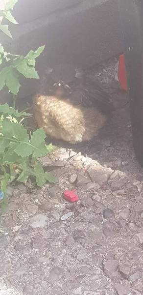 Can anyone identify this bird for me?