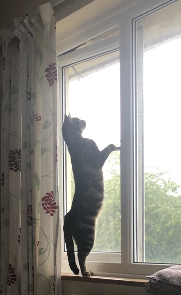 Captain V and Paws, rulers of the world