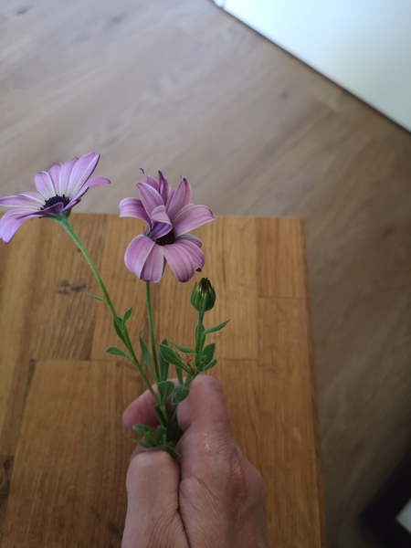 What is this flower in my garden!