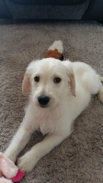 To think that puppies should be illegal?