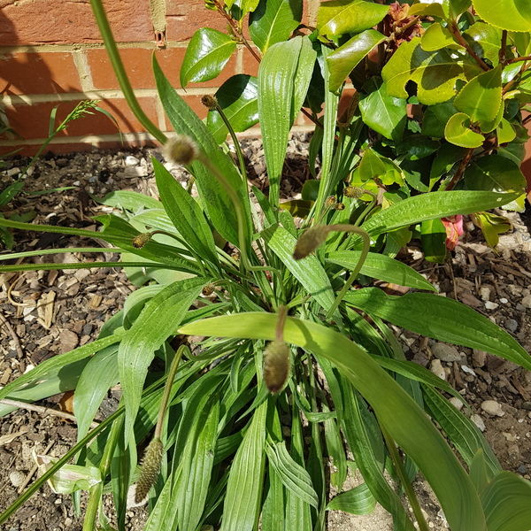 What is this weed?
