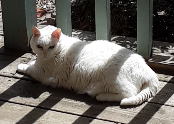 What's your DCat up to today? (Thread 7!)