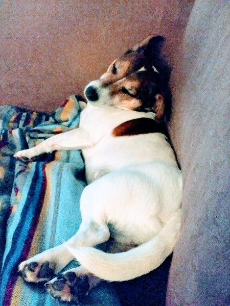 To just let my dog off anyway
