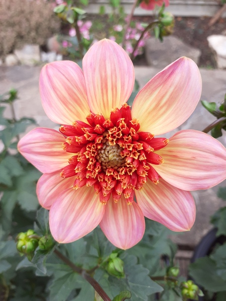 What are your fav type of flowers ?