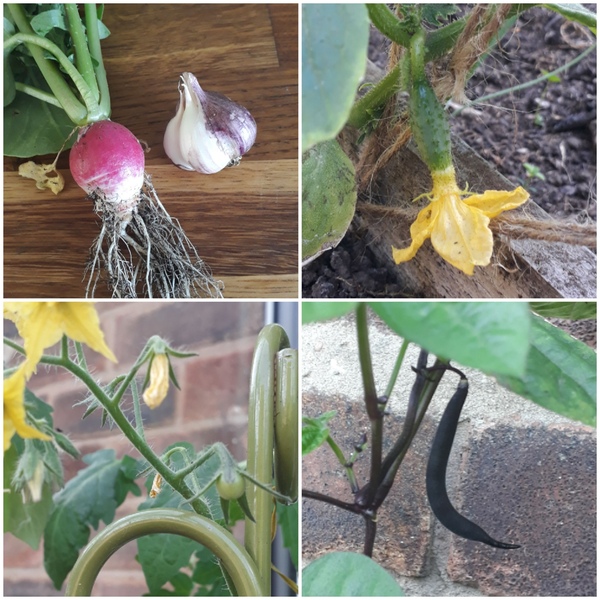 Allotment/Veg Patch Thread 15 - will winter ever end?