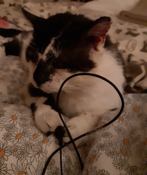 What's your DCat up to today? (Thread 7!)